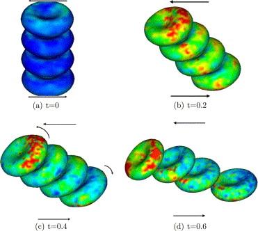 Blood rheology: modelling of rouleaux (From Y. Liu and W. K.