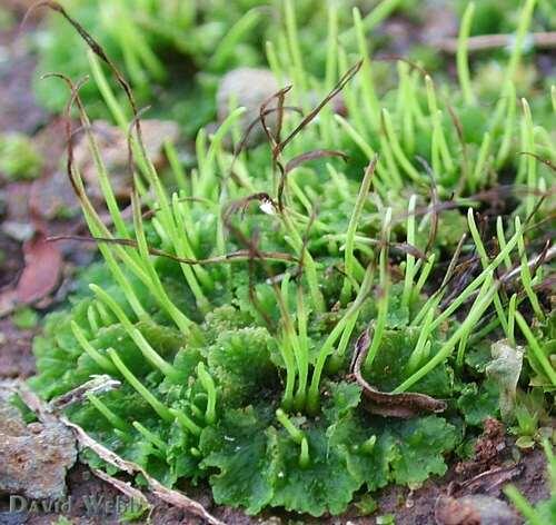 Hornworts have sporophytes that look like small green broom handles Broom handles carry on photosynthesis, but gain their nourishment from a filmy