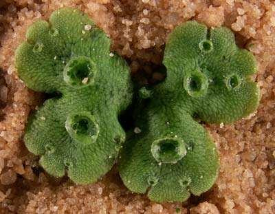 Liverworts are characterized by flattened thallus (body) or a leafy appearance The