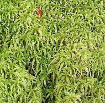 Peat moss is the most commercial form of moss Peat is one of the best plants