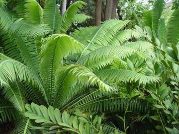 Cycads grow naturally in the tropics, but are often used for