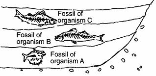 27. The diagram below represents undisturbed rock strata in a given region. A representative fossil of an organism is illustrated in each layer.