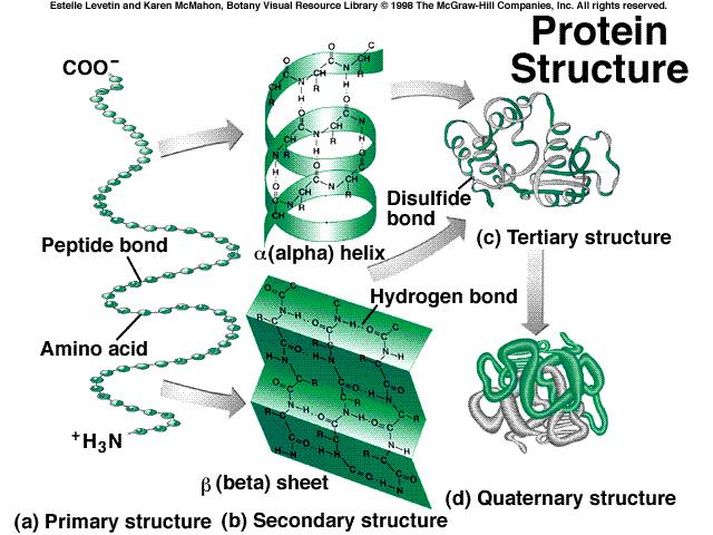 Protein NMR Structure Determination" THE