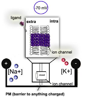 LOWER RESISTANCE of membrane = put holes in it = open ion channels!