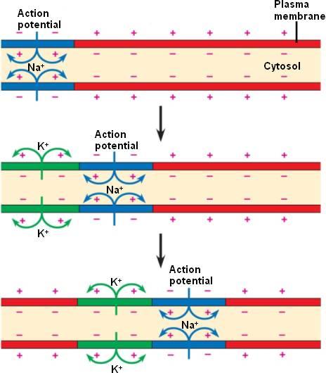 Conduction of the action potential movement of the action potential down the length of the axon Conduction of the Action Potential along the Axon Now we have a basic understanding of what the resting