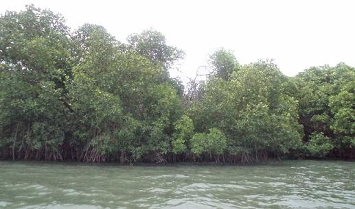 Ground truth allows the mangrove health image data to be related to