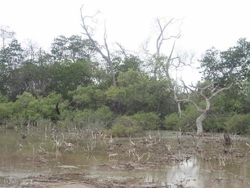 The field photograph of mangroves in pristine health is shown in Fig.