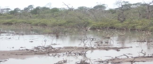 The field images of mangroves that are degrading and have already