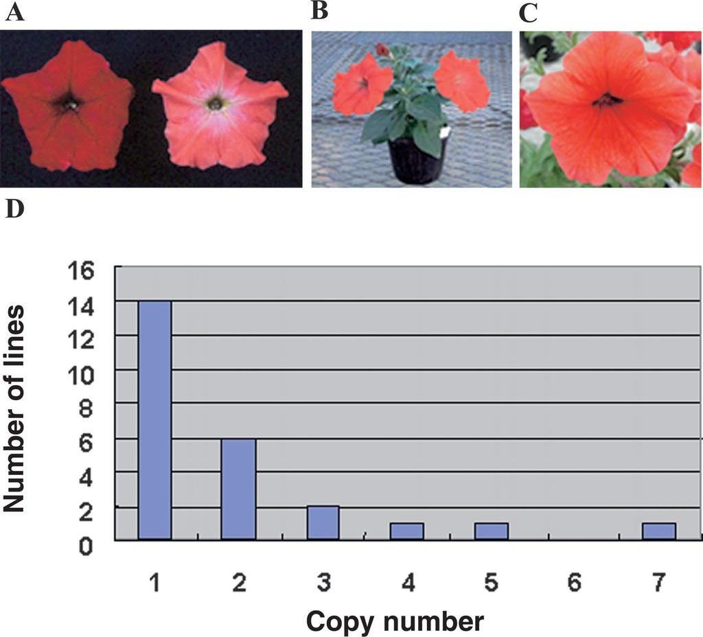 384 Metabolic engineering of petunia flower color 1998; Mol et al. 1999; Forkmann and Martern 2001; Tanaka et al. 2004). It is not always easy to obtain Figure 5. Generation of orange petunia.