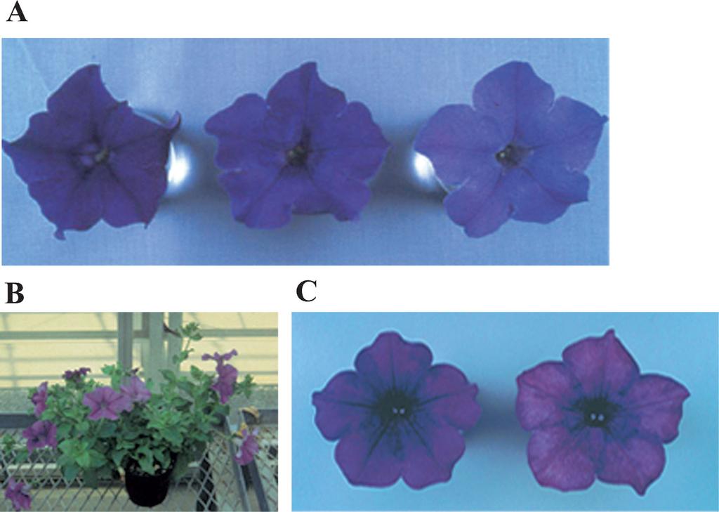 petunia (A, right), (B) A transgenic plant (PT94-17) in a pot, (C) A flower that lost the phenotypic stability and partially regained the host red color, (D) T-DNA copy number analysis of the