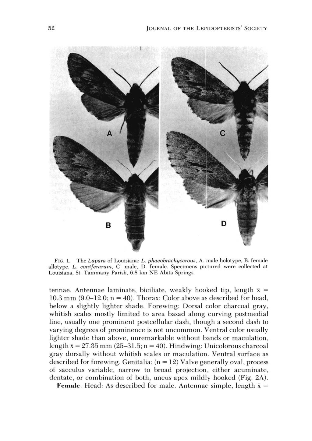52 JOURNAL OF THE LEPIDOPTERISTS' SOCIETY FIG.!' The Lapara of Louisiana: L. phaeobrachycerous, A. male holotype, B. female allotype. L. coniferarum, C. male, D. female. Specimens pictured were collected at Louisiana, St.