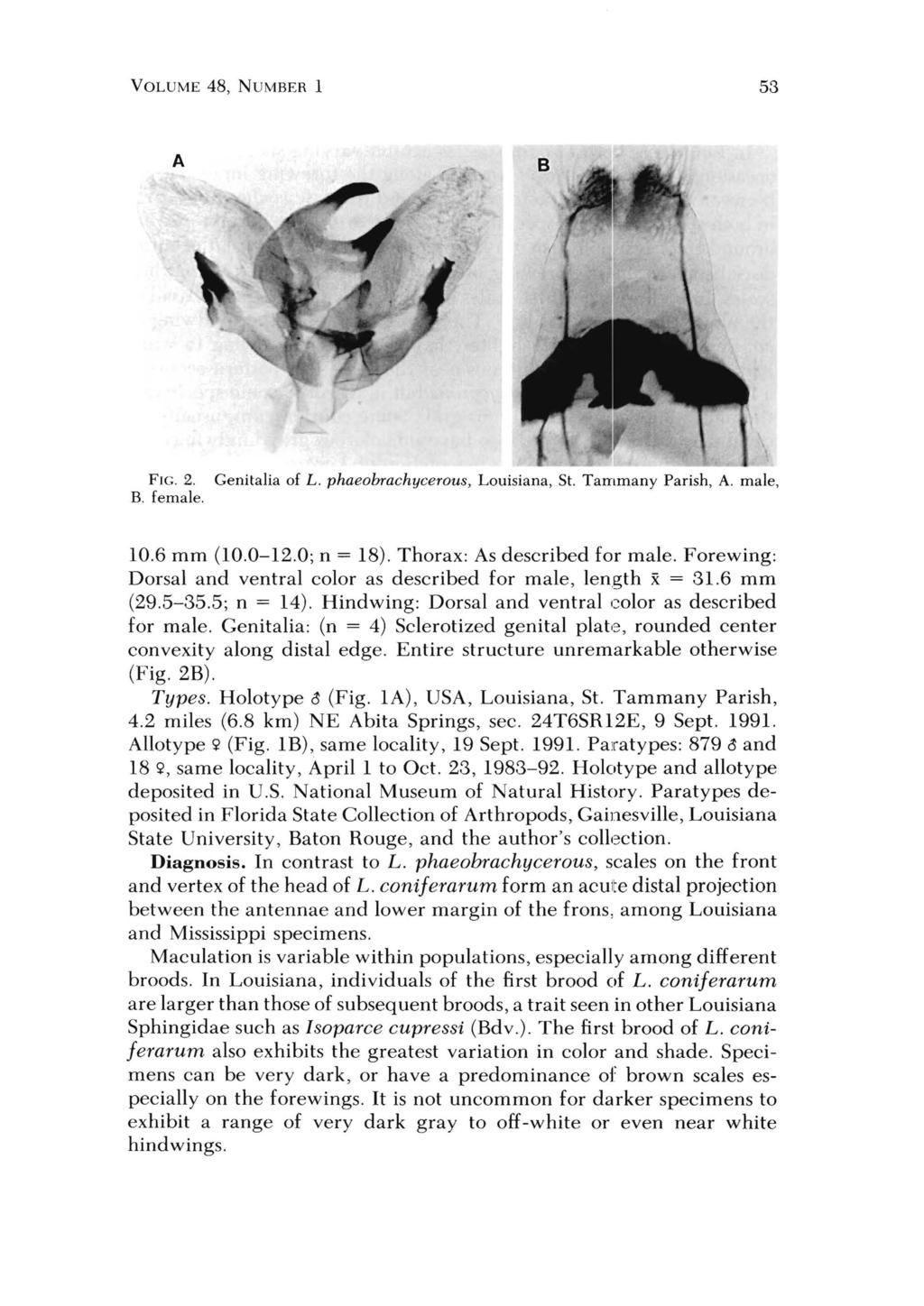 VOLUME 48, NUMBER 1 53 FIG. 2. B. female. Genitalia of L. phaeobrachycerous, Louisiana, St. Tammany Parish, A. male, 10.6 mm (10.0-12.0; n = 18). Thorax: As described for male.