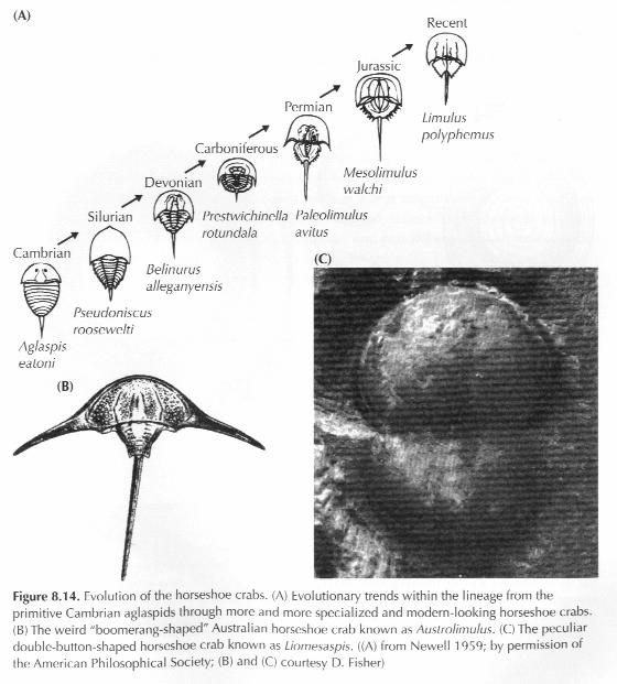 Evolutionary change is well documented in horseshoe crabs.