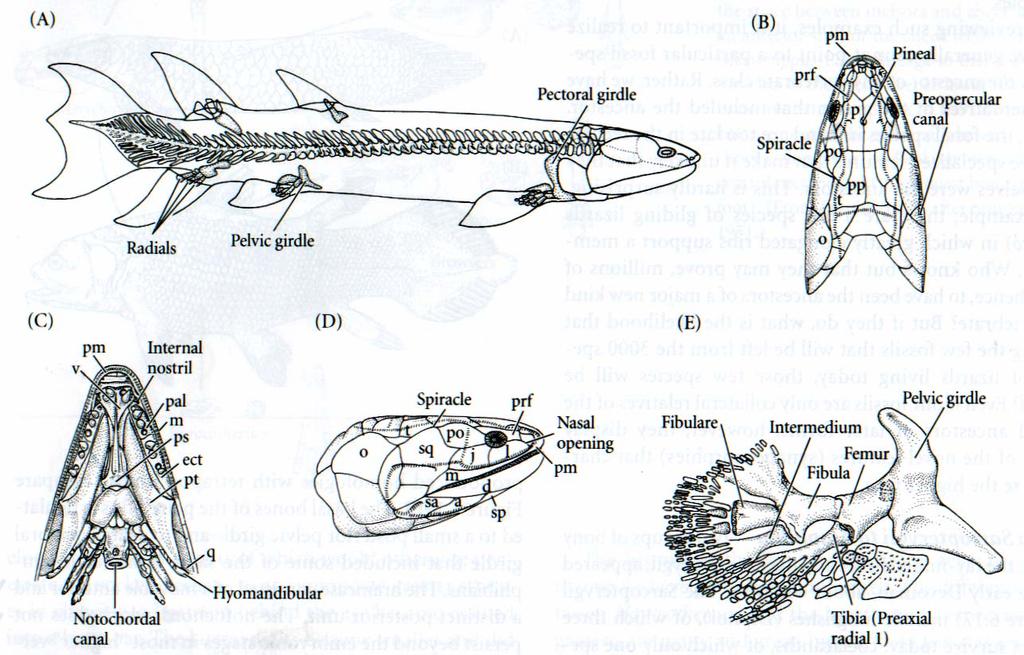Rhipidistian fishes appeared in the early Devonian (408 mya), had a complex jointed skull with many bones, teeth on several bones in the jaws,