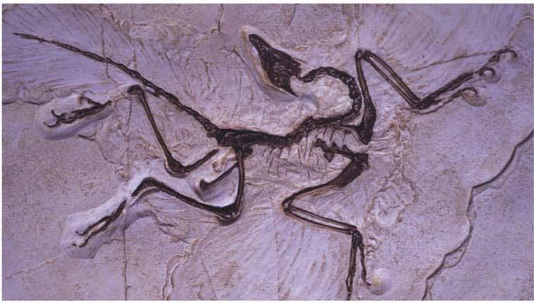 The link between dinosaurs and birds is the most famous link - Archaeopteryx - the smoking gun of evolution - known from the late Jurassic - when dinosaurs were common.