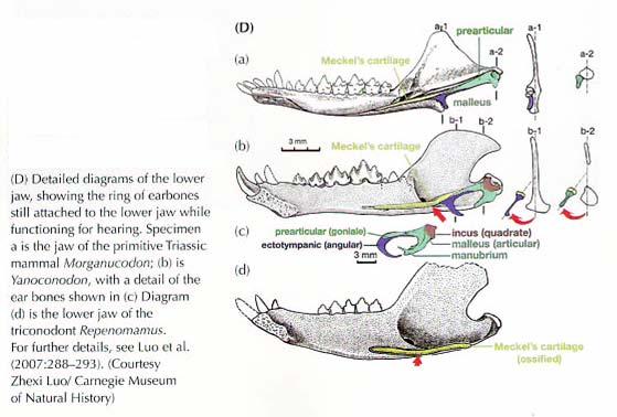 The evolution of the ear in mammal is well documented in the fossil record.
