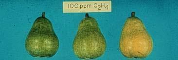 Ethylene as a ripening trigger Once ripening is initiated,