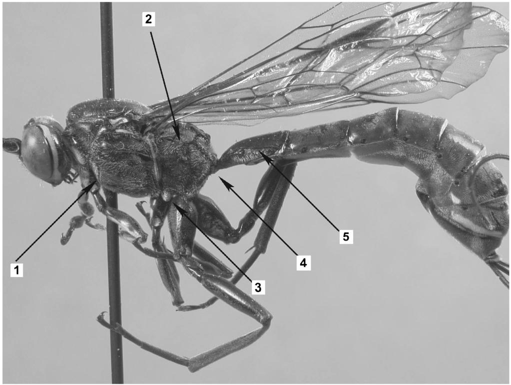 Hind coxa of female interiorly near base with a vertical or oblique groove which receives the ovipositor when in use.