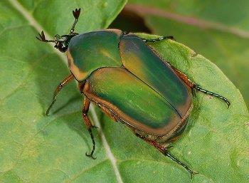 Rove Beetles (Staphylinidae)