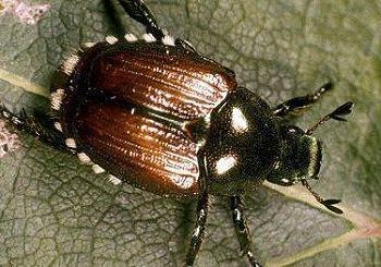 Beetles (Histeridae) Predator