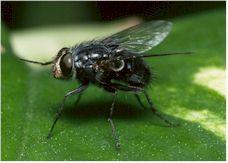 Most insects used in investigations are in two major orders: 1 Flies (Diptera) and 2 Beetles