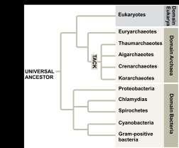 Archaea Extremophiles