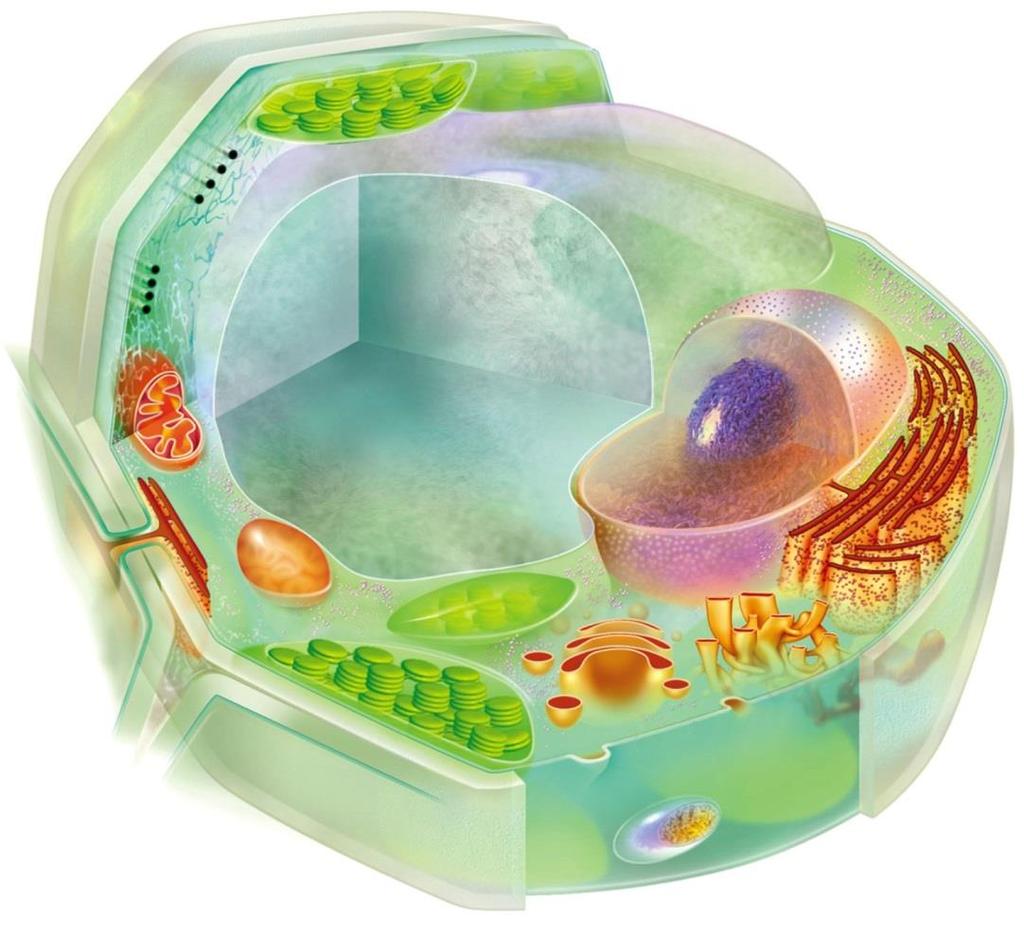 Typical Plant Cell Cytoskeleton microtubules microfilaments intermediate filaments (not shown) Mitochondrion Cell Wall Chloroplast Central