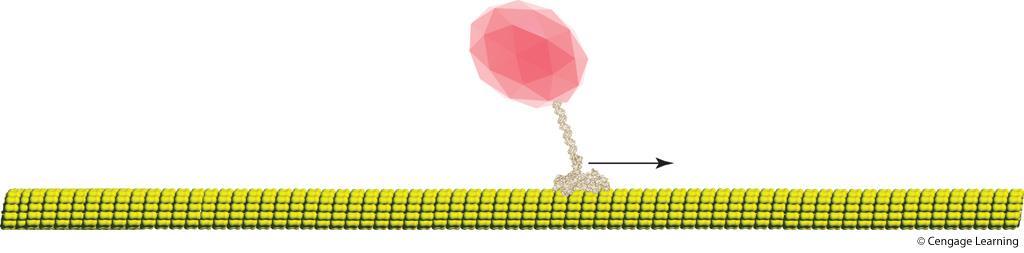 Motor Proteins Accessory proteins that move molecules through cells on