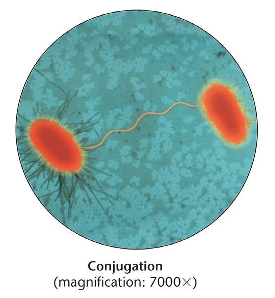 Growth and Reproduction Conjugation (sexual reproduction) (p368) During conjugation, a hollow bridge forms between two bacterial cells,
