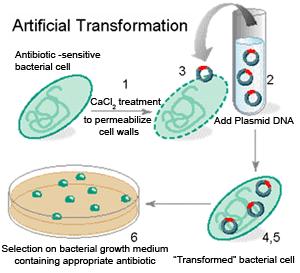 Genetically change bacteria. May become antibiotic resistant.