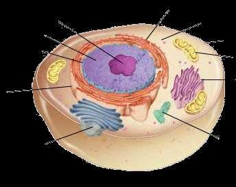 Animal Cell Organelles Nucleolus Nucleus Nuclear envelope Rough endoplasmic reticulum Ribosome