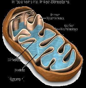 MITOCHONDRIA Surrounded by a DOUBLE