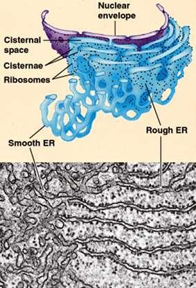 Rough Endoplasmic Reticulum (Rough ER) Proteins are made by ribosomes on ER surface