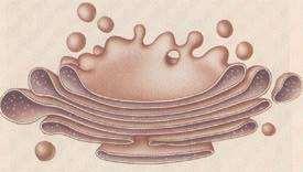 Golgi Bodies Stacks of flattened sacs Have a shipping side (trans face) and receiving side (cis face) Receive