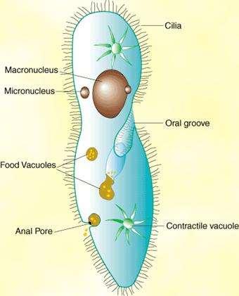 Contractile Vacuole Found in unicellular