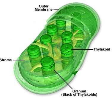 Chloroplasts Surrounded by DOUBLE membrane Outer membrane smooth Inner membrane modified into sacs called