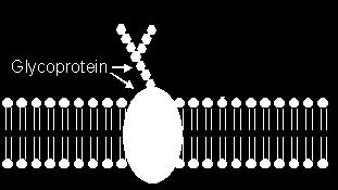 GLYCOPROTEINS Recognize self Glycoproteins have