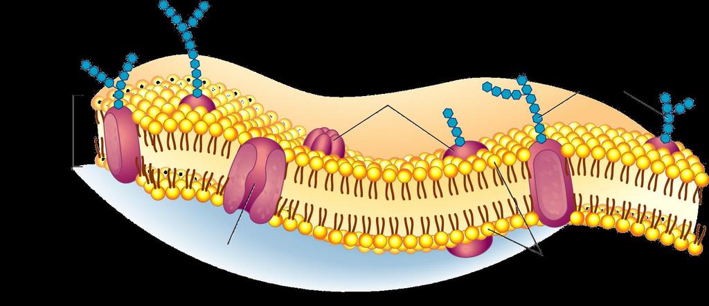 Cell or Plasma Membrane Composed of double layer of phospholipids and