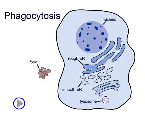 Lysosome Digestion Cells take in food by phagocytosis
