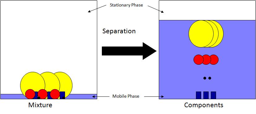 Mobile phase solubilises the components Mobile phase carries the individual components a certain distance through the stationary phase, depending on their attraction to both of the phases