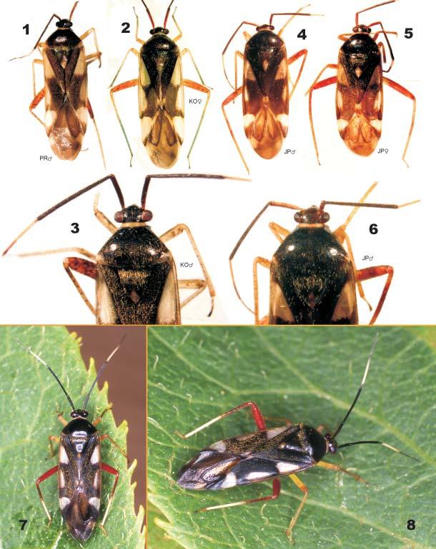Acta Entomologica Musei Nationalis Pragae, 48(2), 2008 397 Figs. 1-8. Loristes species, habitus. 1-3 L. decoratus (Reuter, 1908).
