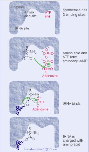 There are 20 aminoacyl-trna synthetases in each cell.