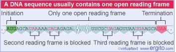 Open reading frame An open reading frame (ORF) is a sequence of DNA consisting of triplets that can be translated into amino acids starting with an initiation codon and ending with