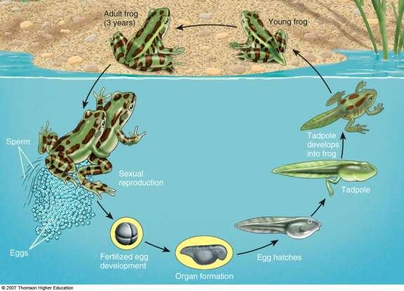 Case Study: Why are Amphibians Vanishing?