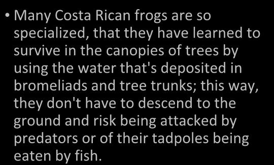 Many Costa Rican frogs are so specialized, that