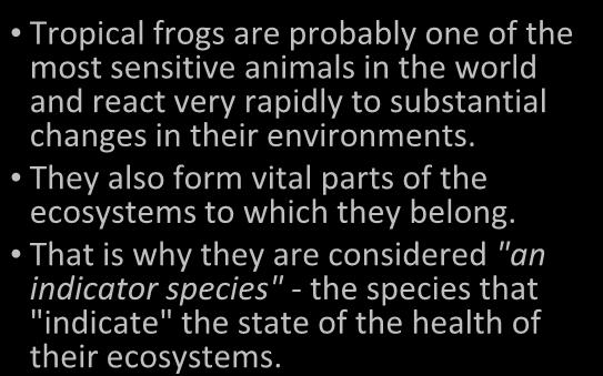 Tropical frogs are probably one of the most sensitive animals in the world and react