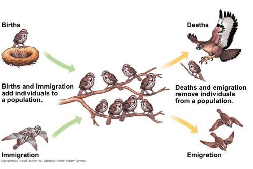 emigration movement of individuals out of a
