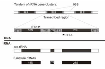 27 Why is the 16S rrna gene ideal to characterize microbiota in a given environment?