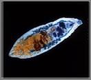 Trochophore larva Annelids & Mollusks A feeding