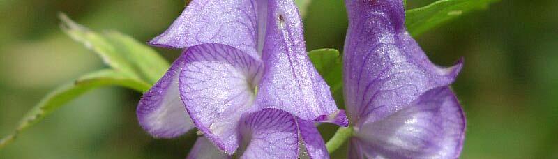 ominine was originally isolated from Aconitum sanyoense by chiai and coworkers in 1956.